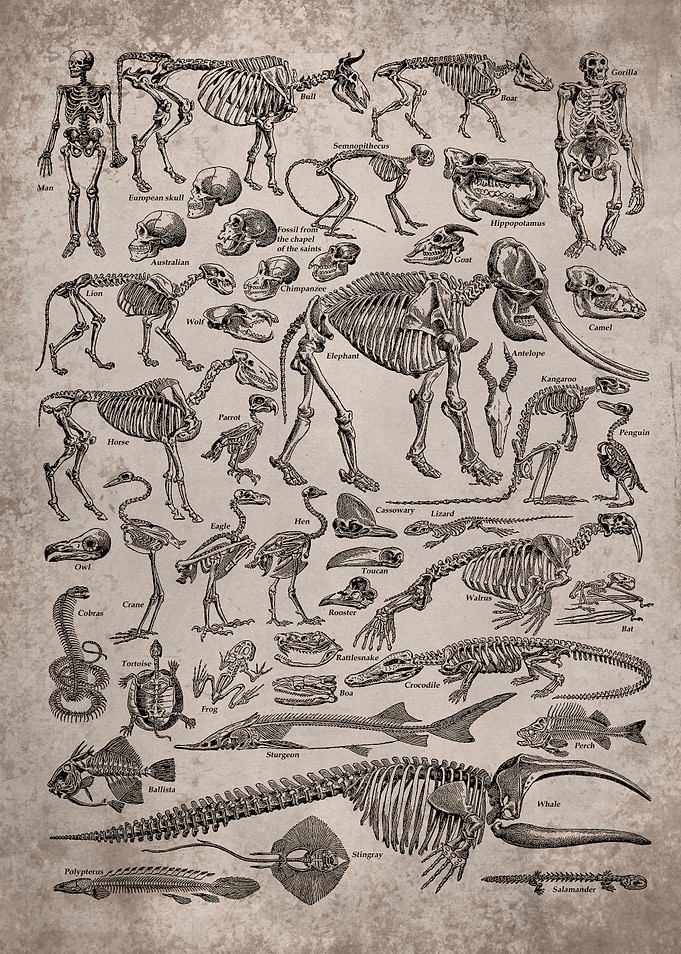Paleontology Skeleton