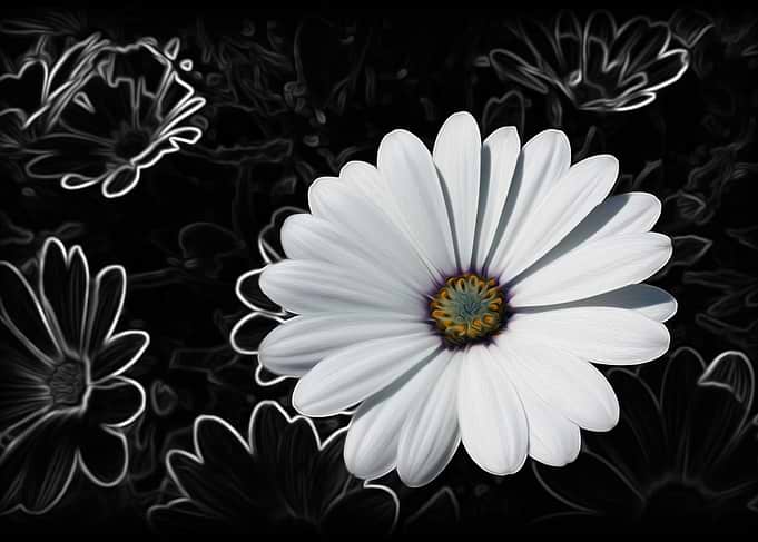 Daisies and shades of gray