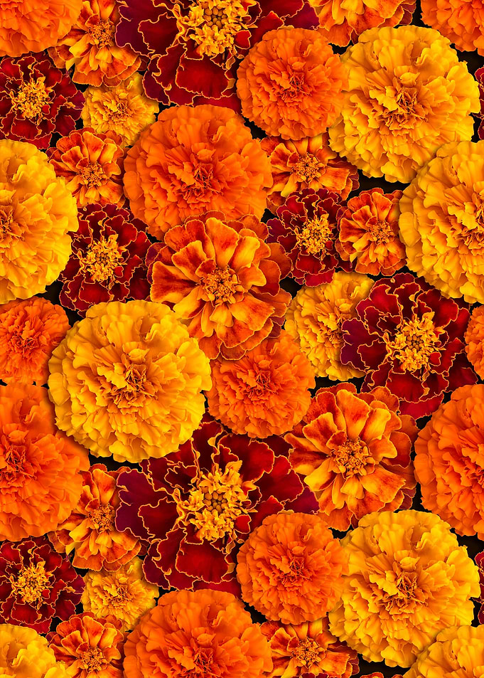 Orange marigold flowers