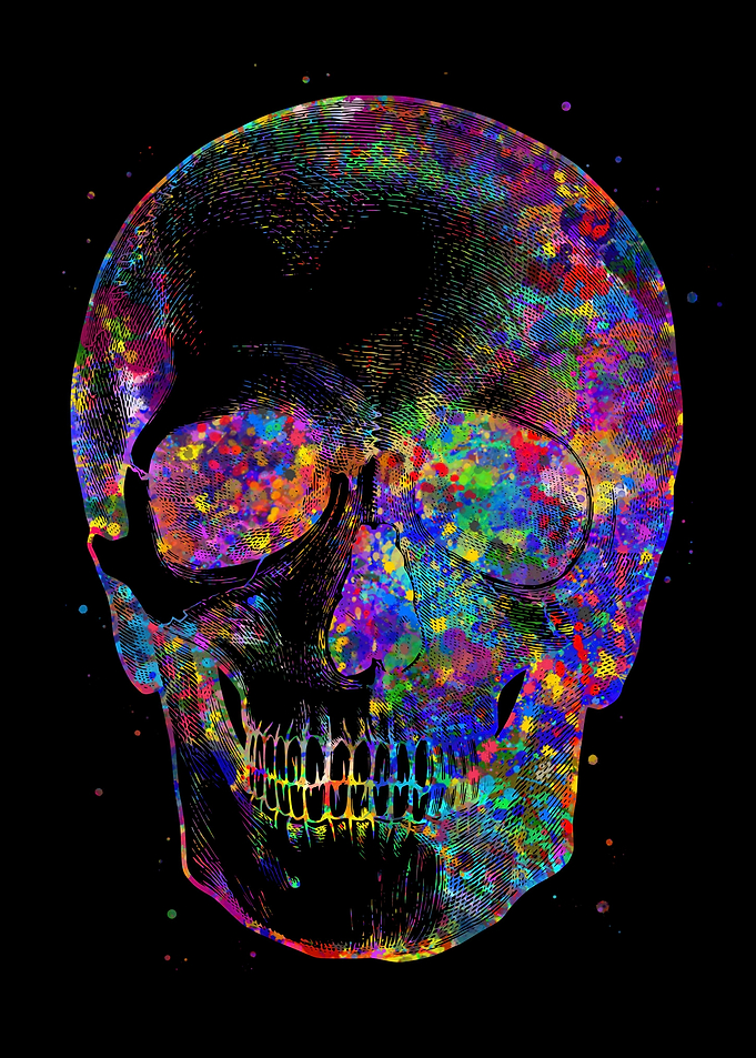 Human Skull Anatomy