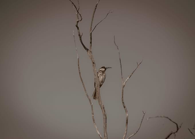 A honey eater