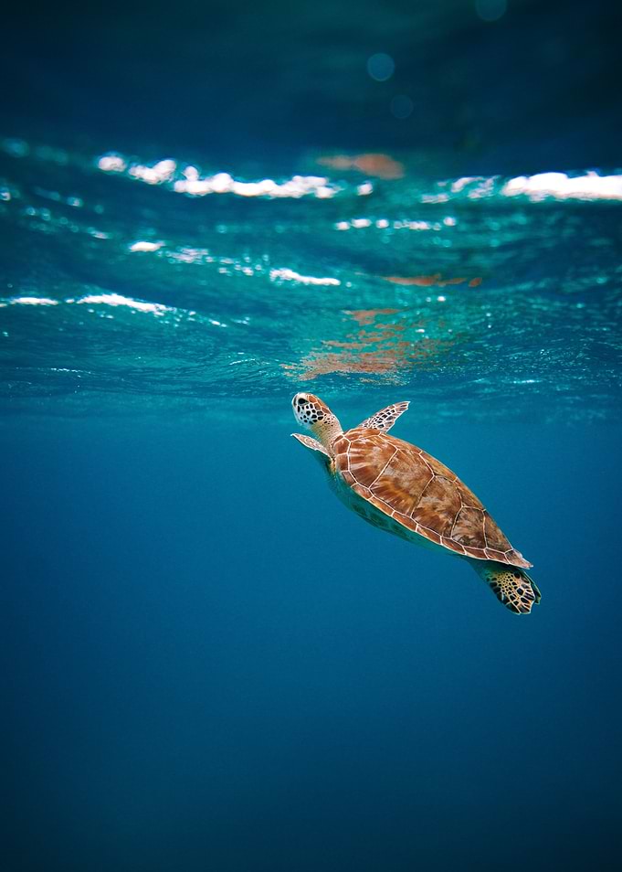 Sea Turtle underwater