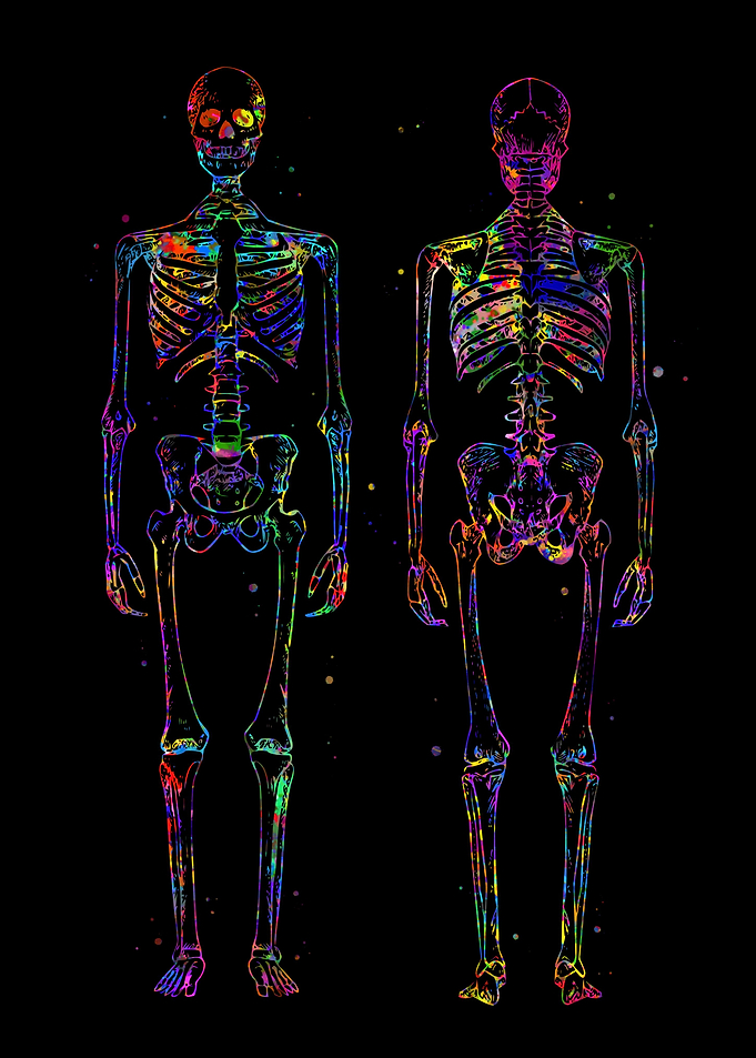 Human Skeleton