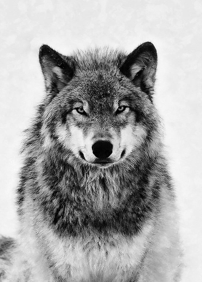 Grey Wolf
