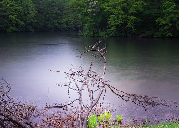 New green and dead wood