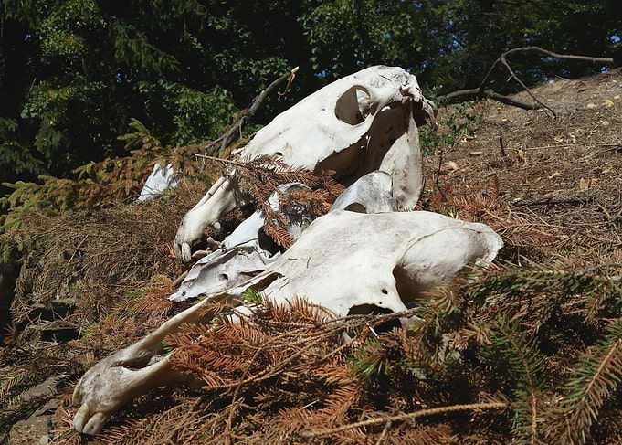 Animal skull photo at the