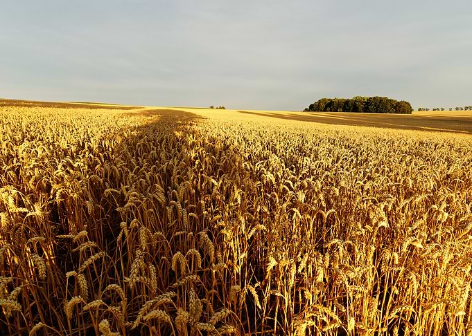 Grain field tree shadow
