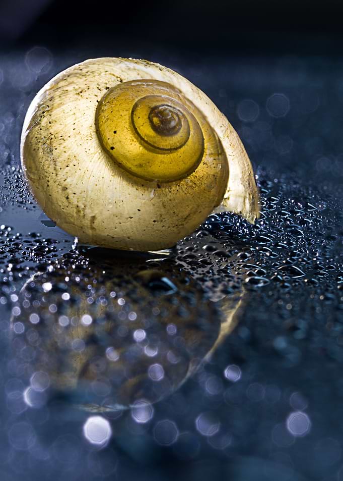 Snail in water nature