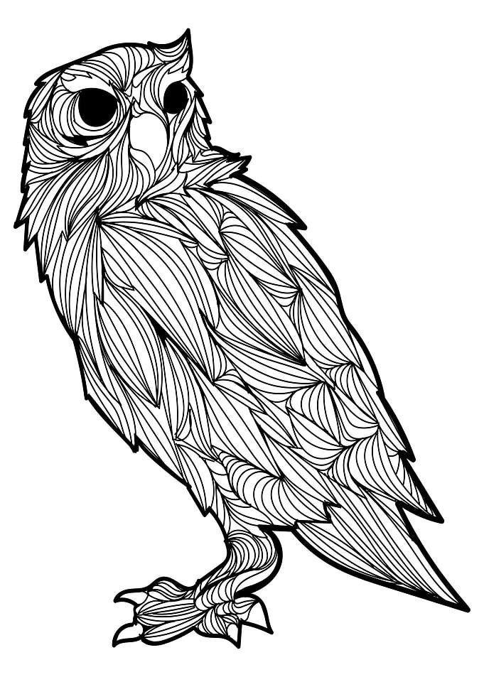 Night Owl