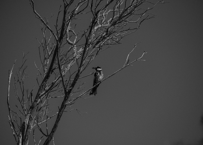 Dead tree black and white