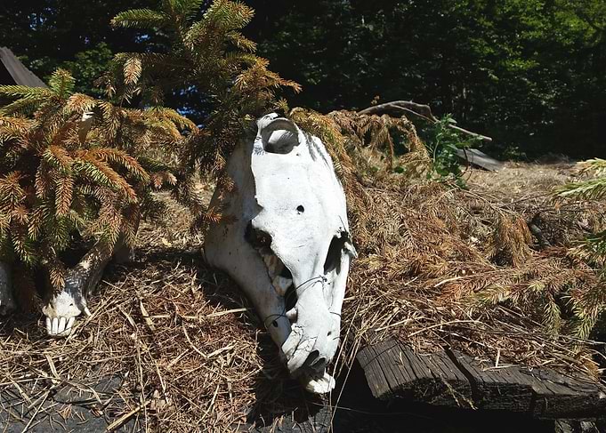 Animal skull photo at the