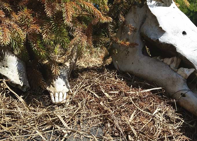 Animal skull photo at the