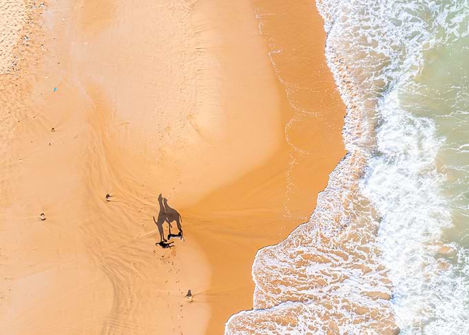 Beasts of the Beach