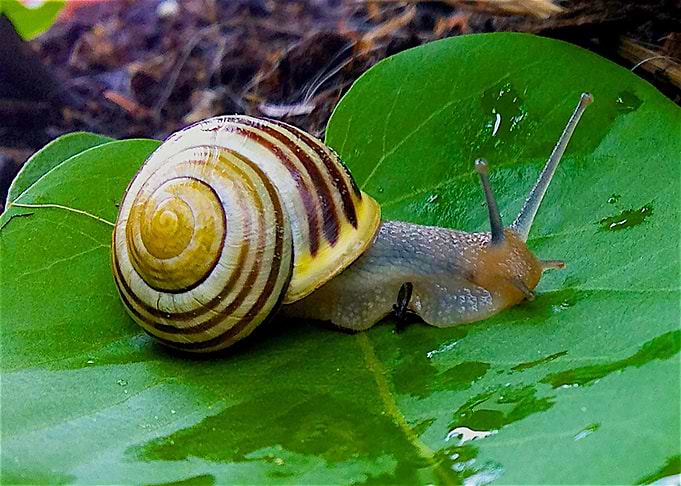 Snail at Leaf Nature
