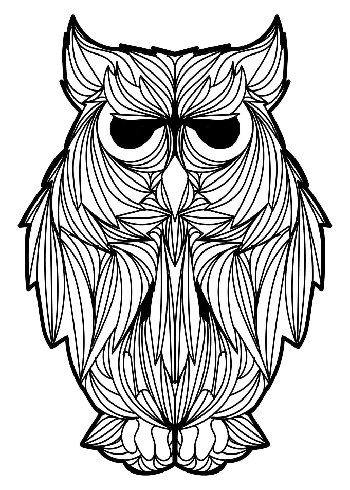 Cute Owl