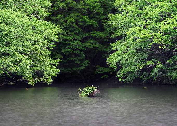 New greenery at the lake
