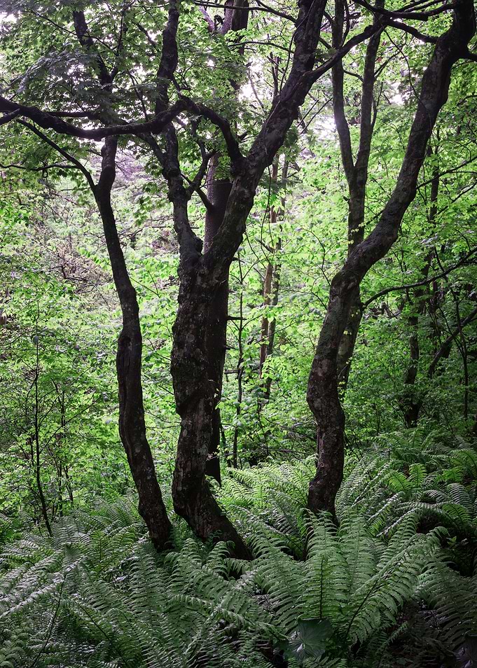 Beautiful tree trunk