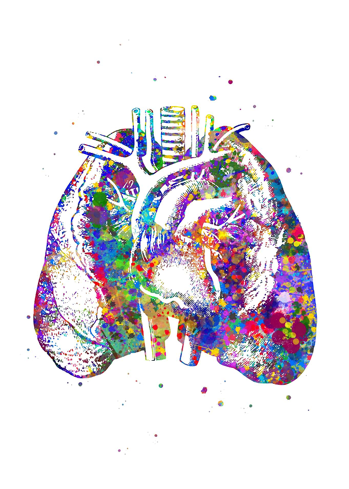 Lungs and Heart Anatomy