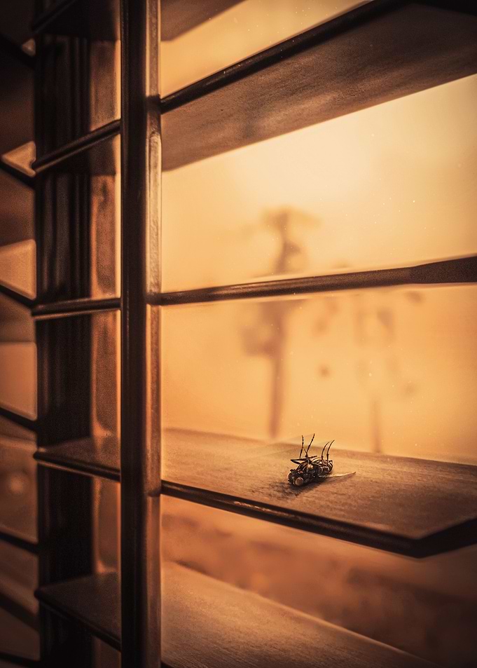 The Dead Fly