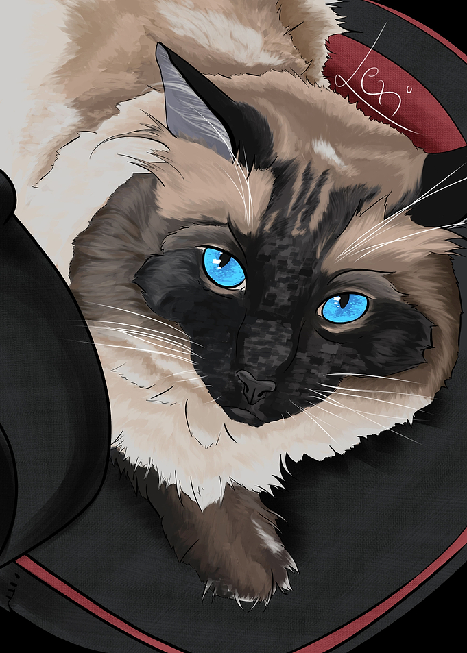 Cute cat