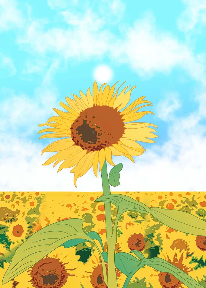 Sunflower fields
