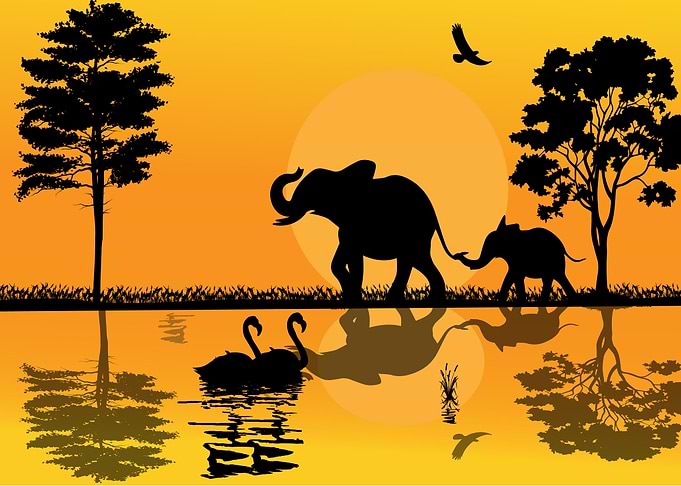Elephant Animals by Sunset