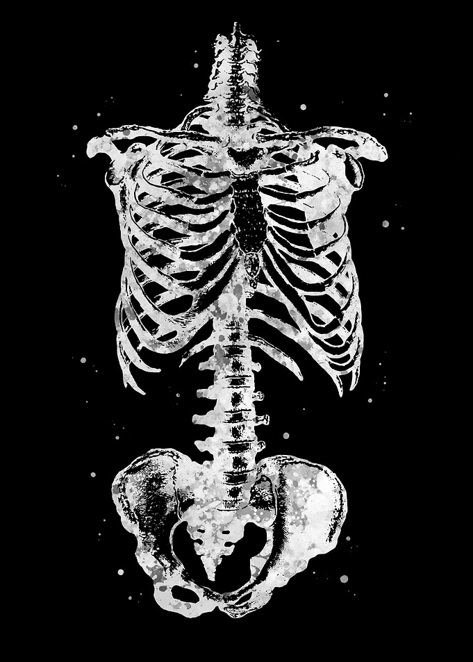Skeleton Torso
