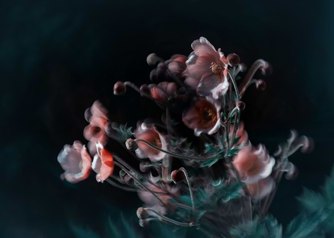 Anemone, pastel flowers