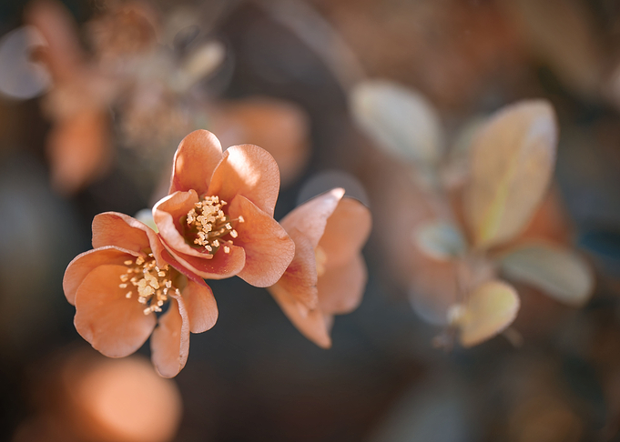 Orange flower, macro,trees