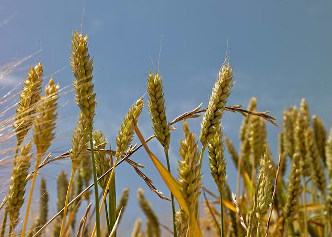Grain 01
