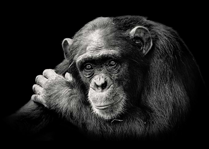 Chimpanzee Deep in Thought