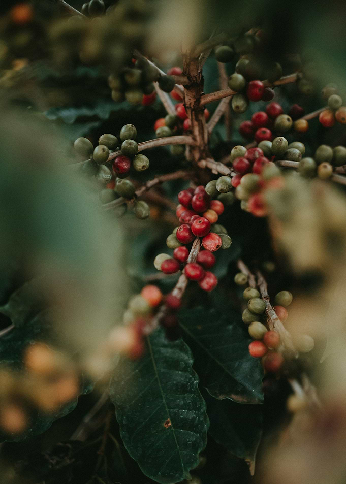 Ripe coffee beans