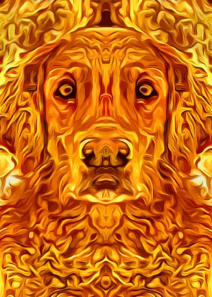 Golden Retriever 3