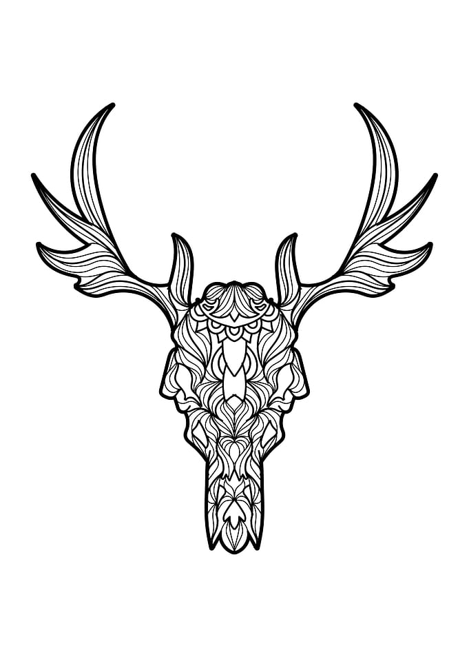 Skull