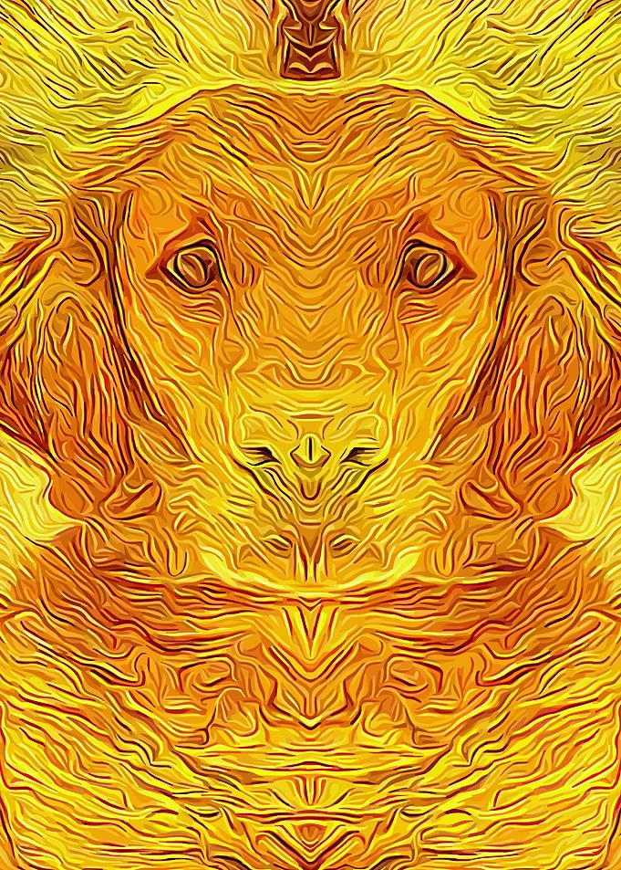 Golden Retriever 5