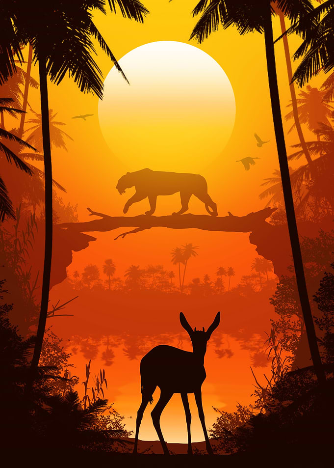 Tiger hunting sunset