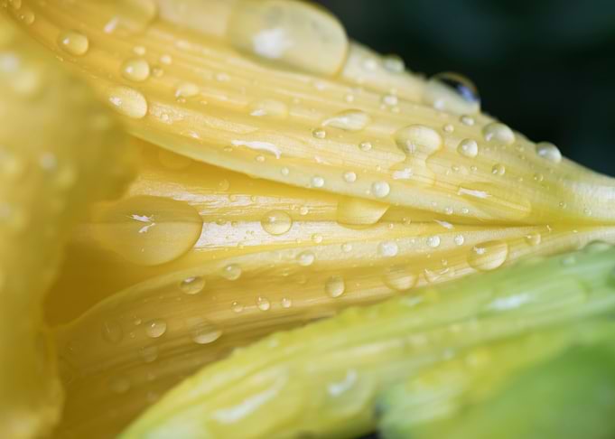 Rain drops on lily