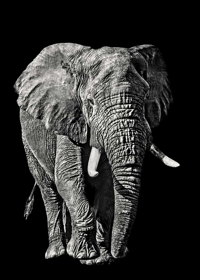 Elephant Bull Full Figure