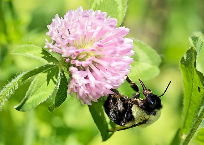 Bumblebee on clover