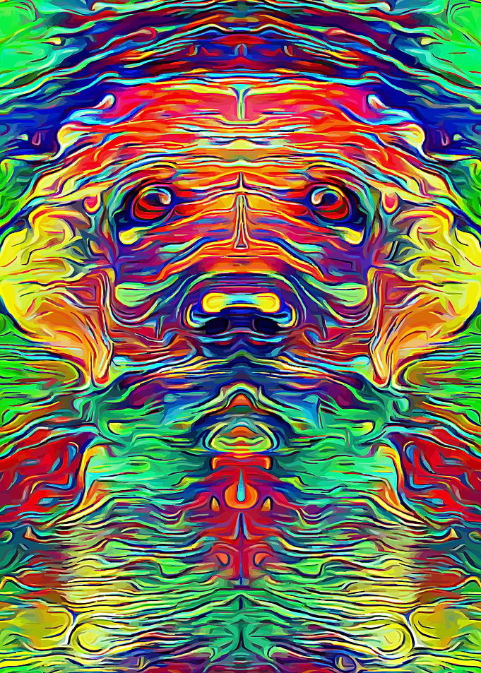 Labrador Rainbow