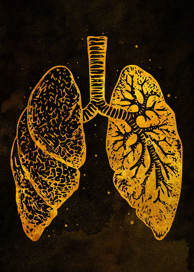 Lung Anatomy Gold