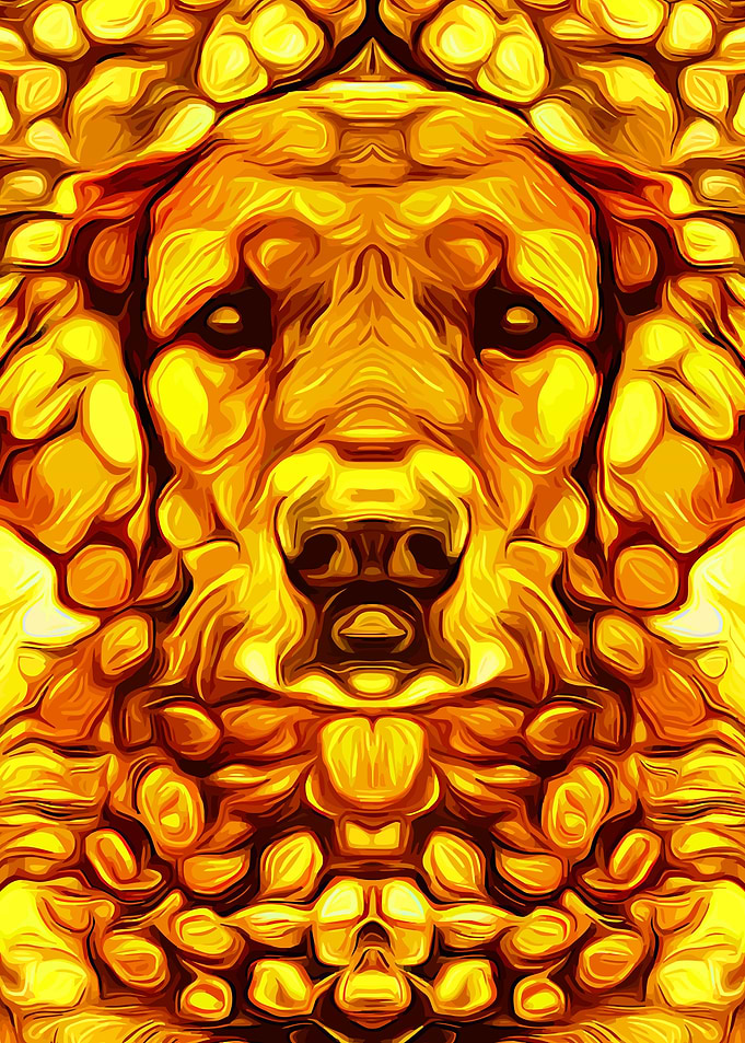 Golden Retriever 4