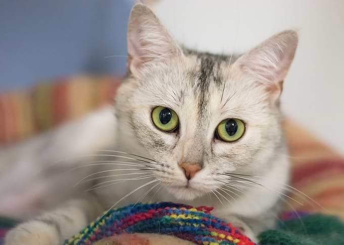 Pretty Cat