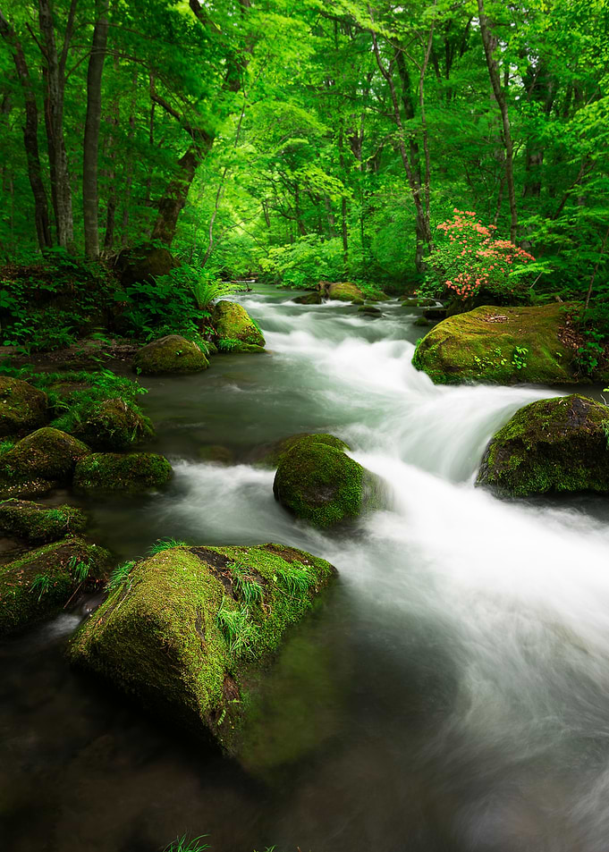 Spring green Oirase Creek