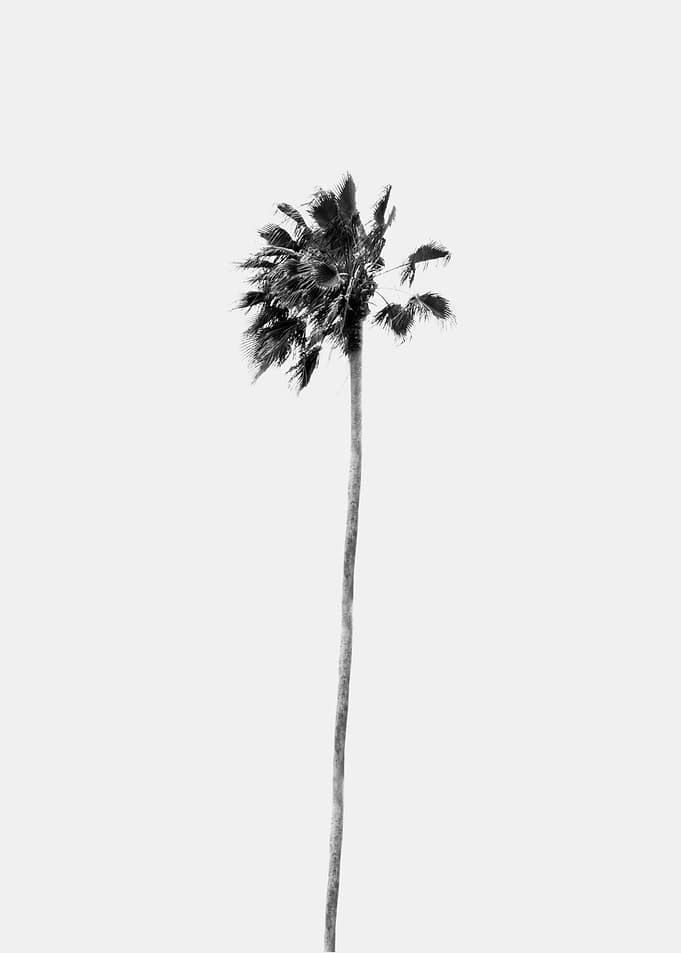 Black White Palm Finesse 1