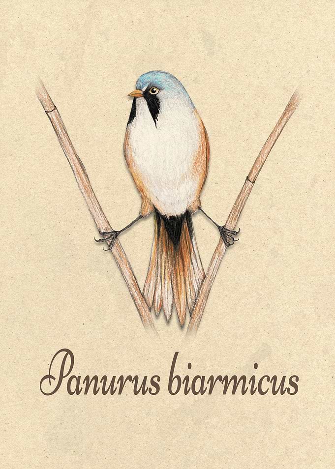 Bearded reedling