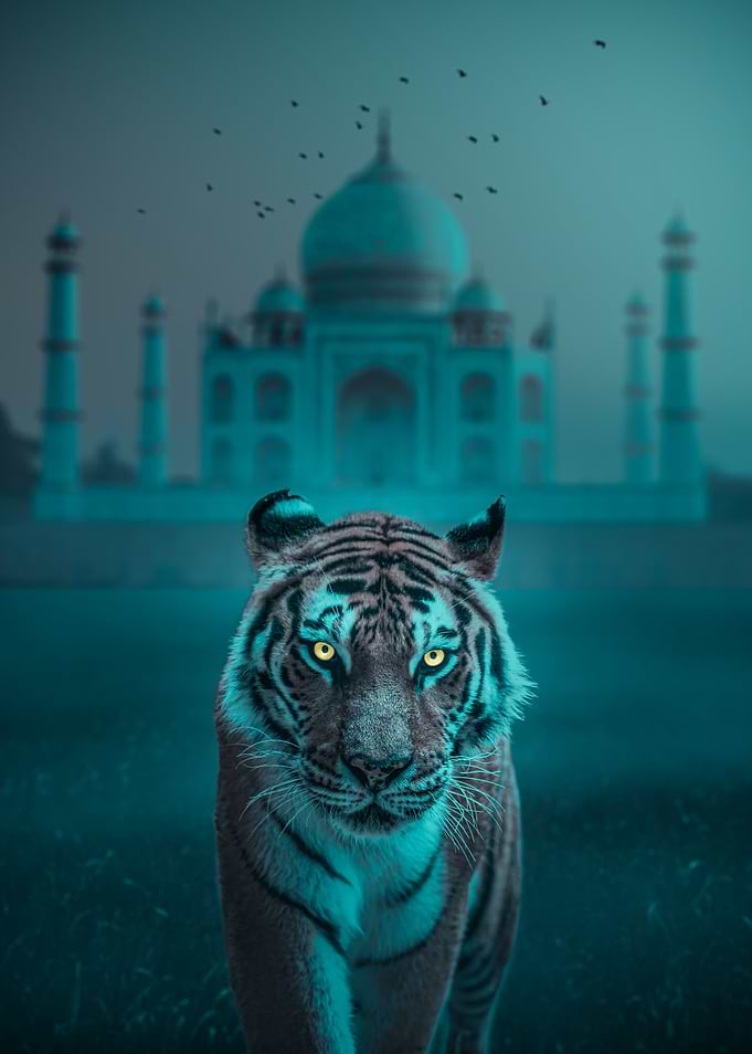 King of the Jungle