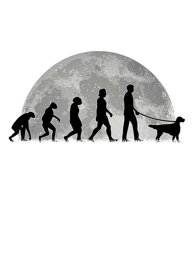 English Setter Evolution