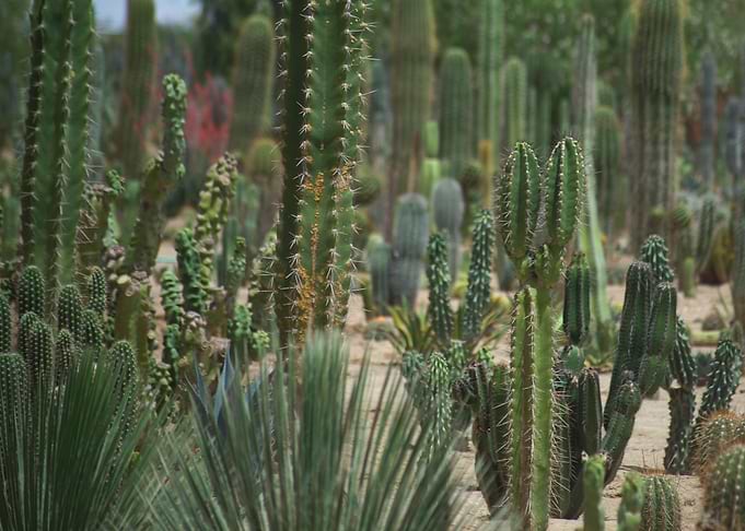 Cactus Farm