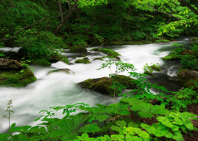 Spring green Oirase Creek
